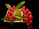 Howeara Lava Burst 'Puanani'