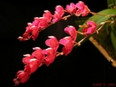 Howeara Lava Burst 'Puanani'