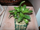 Masdevallia nidifica