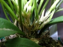 Masdevallia nidifica