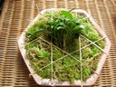 Masdevallia nidifica