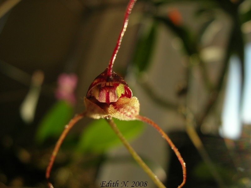 Masdevallia nidifica