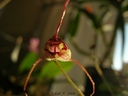Masdevallia nidifica