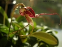 Masdevallia nidifica
