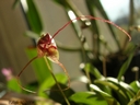 Masdevallia nidifica