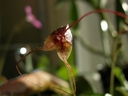 Masdevallia nidifica
