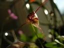 Masdevallia nidifica