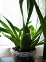 Oncidium Rosy Sunset (plante)