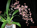 Oncidium Rosy Sunset (hampe)