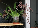 Oncidium Rosy Sunset (plante)