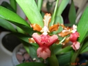Oncidium Rosy Sunset (fleur)
