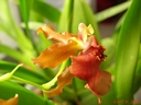 Oncidium Rosy Sunset
