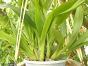 Oncidium Twinkle Red (plante)