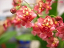 Oncidium Twinkle Red (fleur)