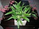 Oncidium Twinkle Red (plante)