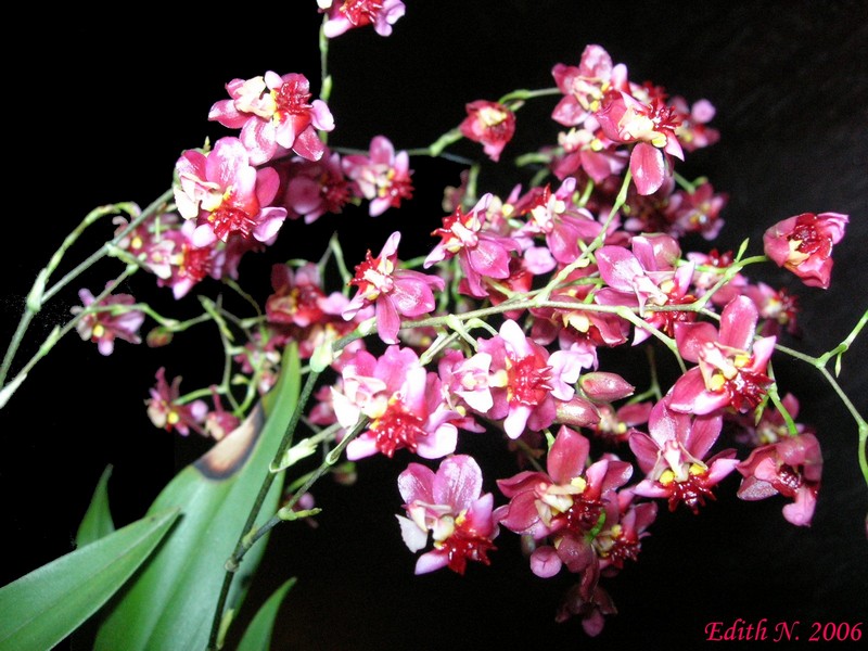 Oncidium Twinkle Red