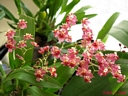 Oncidium Twinkle Red (hampe)