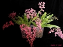 Oncidium Twinkle Red (2 plantes)