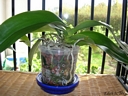 Oncidium Twinkle Red (plante)