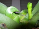 Phalaenopsis Miva Orchidouxdingue 'Folie Douce' (rejet + hampe)