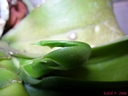 Phalaenopsis Miva Orchidouxdingue 'Folie Douce' (rejet1)