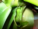 Phalaenopsis Miva Orchidouxdingue 'Folie Douce' (rejet2)