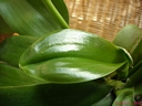 Phalaenopsis Miva Orchidouxdingue 'Folie Douce' (rejet2)