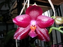 Phalaenopsis Miva Orchidouxdingue 'Folie Douce' (fleur1)
