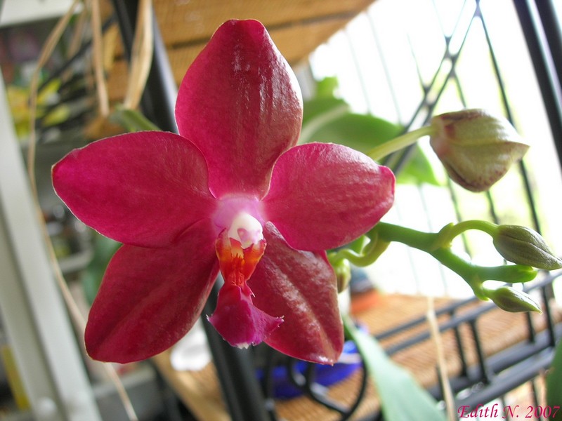 Phalaenopsis Miva Orchidouxdingues 'Folie Douce'