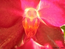 Phalaenopsis Miva Orchidouxdingue 'Folie Douce' (cœur)