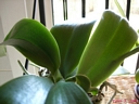 Phalaenopsis Miva Orchidouxdingue 'Folie Douce' (rejet2)