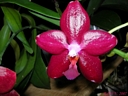 Phalaenopsis Miva Orchidouxdingue 'Folie Douce' (fleur2)