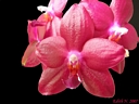 Phalaenopsis Miva Orchidouxdingue 'Folie Douce' (bouquet)