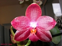 Phalaenopsis Miva Club 'Dandy' (fleur dcembre 2006)