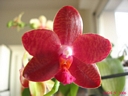Phalaenopsis Miva Club 'Dandy' (fleur dcembre 2006)