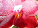 Phalaenopsis Miva Club 'Dandy' (labelle)
