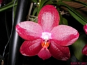 Phalaenopsis Miva Club 'Dandy' (fleur mars 2007)