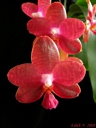 Phalaenopsis Miva Club 'Dandy'