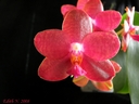 Phalaenopsis Miva Club 'Dandy'
