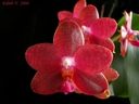 Phalaenopsis Miva Club 'Dandy'