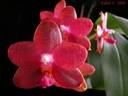 Phalaenopsis Miva Club 'Dandy'