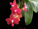 Phalaenopsis Miva Club 'Dandy'