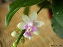 Phalaenopsis deliciosa