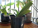 Phalaenopsis equestris (plante)