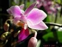 Phalaenopsis equestris (fleur)