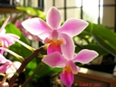 Phalaenopsis equestris (fleur)