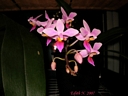 Phalaenopsis equestris (gousse)