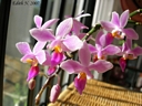 Phalaenopsis equestris (fleur)