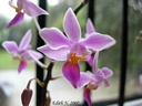 Phalaenopsis equestris (fleur)