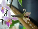 Phalaenopsis equestris (gousse)